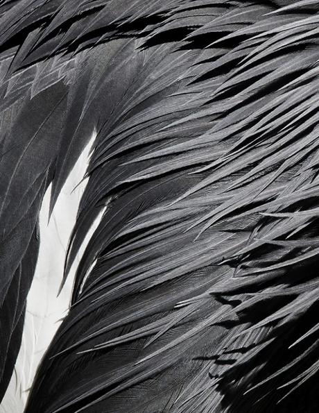 Birds, une série photographique surréaliste de Thomas Lohr