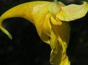 Impatience ne-me-touchez-pas (Impatiens noli-tangere)