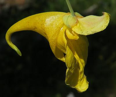 Impatience ne-me-touchez-pas (Impatiens noli-tangere)