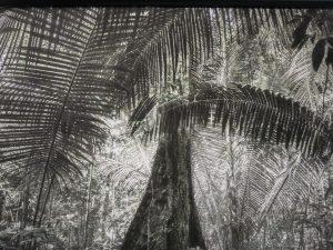 Nous les arbres, Fondation Cartier, Paris Nous les arbres, Fondation Cartier, Paris