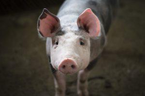 Polémiques autour du dumping sur le porcin allemand