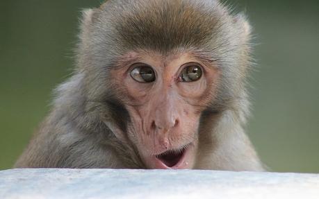 Populisme, Sauce Salvini