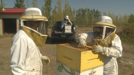 Alyce Hamon (à droite), son fils Julien (à gauche) et Doreen Bradshaw (en bas) préparent la dernière extraction de miel de la saison.
