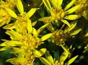 Solidage verge-d'or (Solidago virgaurea)