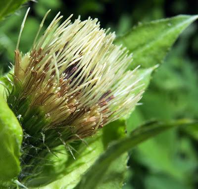 Cirse maraîcher (Cirsium oleraceum)