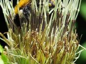 Cirse maraîcher (Cirsium oleraceum)