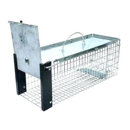 amazon mouse trap mouse traps amazon co uk