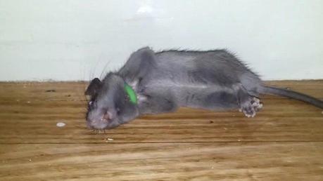 amazon mouse trap amazon uk mouse trap game