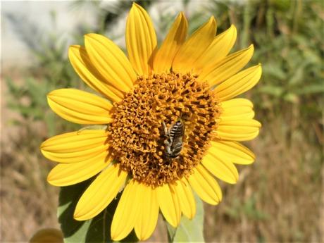 jardin,fleurs,été,jardinage,plantes
