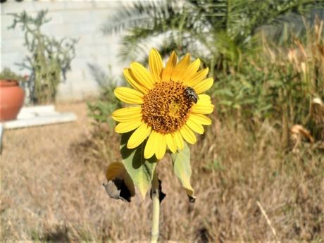 jardin,fleurs,été,jardinage,plantes