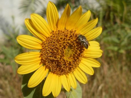 jardin,fleurs,été,jardinage,plantes