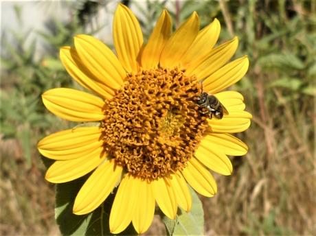 jardin,fleurs,été,jardinage,plantes