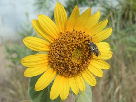 jardin,fleurs,été,jardinage,plantes