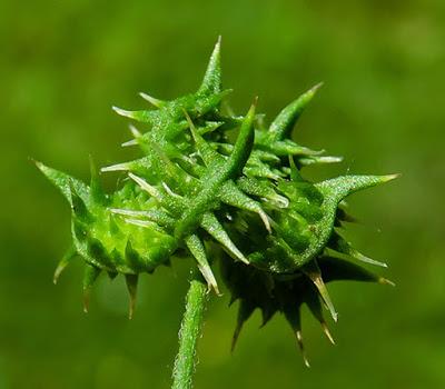 Renoncule des champs (Ranunculus arvensis)