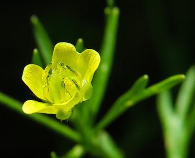 Renoncule des champs (Ranunculus arvensis)