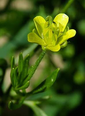 Renoncule des champs (Ranunculus arvensis)