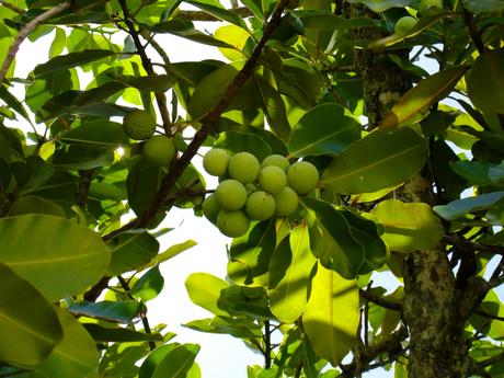 Intuitu materiae huile tamanu bio naturelle vergetures soin 8