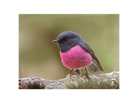 Divers - animaux aux couleurs improbables - 2