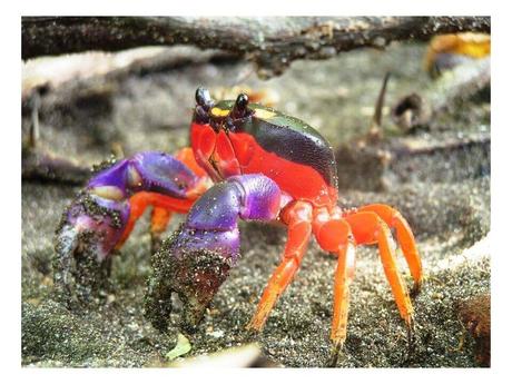 Divers - animaux aux couleurs improbables - 2