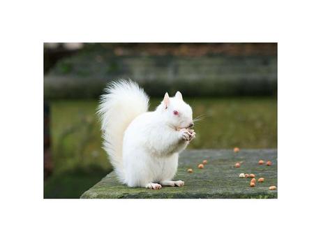 Divers - animaux aux couleurs improbables - 2