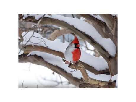 Divers - animaux aux couleurs improbables - 2