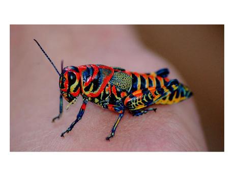 Divers - animaux aux couleurs improbables - 2