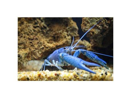 Divers - animaux aux couleurs improbables - 2