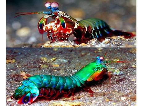 Divers - animaux aux couleurs improbables - 2