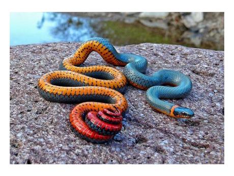 Divers - animaux aux couleurs improbables - 2