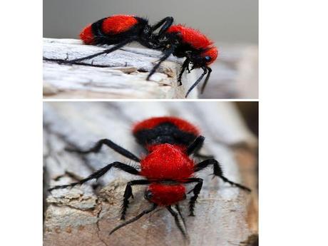 Divers - animaux aux couleurs improbables - 2