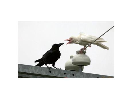 Divers - animaux aux couleurs improbables - 2