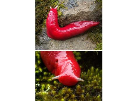 Divers - animaux aux couleurs improbables - 2