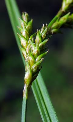 Laîche allongée (Carex elongata)