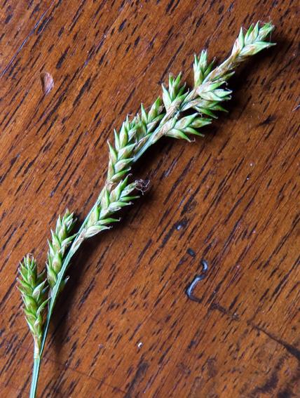Laîche allongée (Carex elongata)