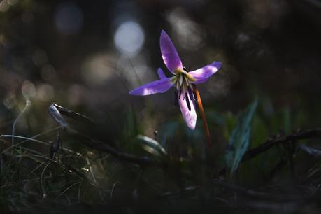 [Podcast #63] La photographie de patrimoine avec Lucie du Hommet