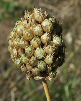 Ail à tête ronde (Allium sphaerocephalon)