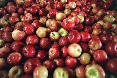 Pommes aux vergers de Terhune dans le canton de Lawrence. Les festivals de la récolte d'automne de la fête des pommes de la ferme commencent en septembre.