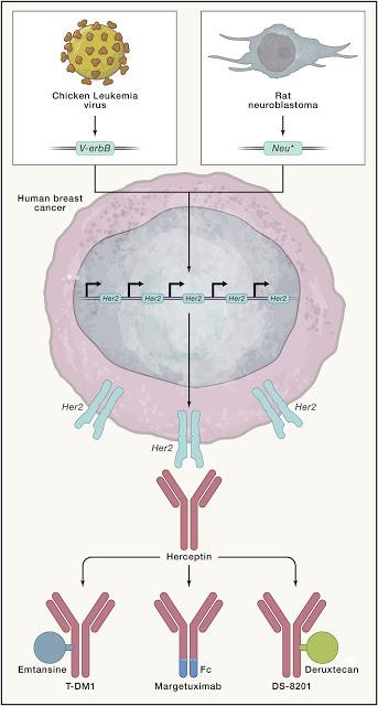 #Cell #cancer #oncogène #herceptin Herceptin : Un Premier Assaut sur les Oncogènes qui Déclenchèrent une Révolution