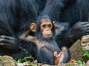 finalistes Comedy Wildlife Photography Awards 2019