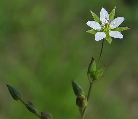 Sabline à feuilles de serpolet (Arenaria serpyllifolia)
