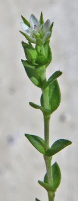 Sabline à feuilles de serpolet (Arenaria serpyllifolia)