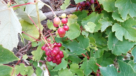Des vignes résistantes au mildiou (vidéo)