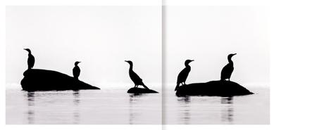[Podcast #64] Photographier les oiseaux du lac avec Alessandro Staelhi
