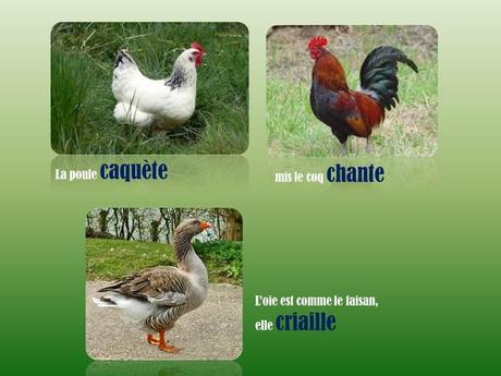 Divers - L'homme parle …mais les bêtes !!!!