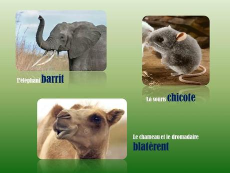 Divers - L'homme parle …mais les bêtes !!!!