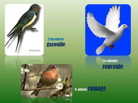 Divers - L'homme parle …mais les bêtes !!!!