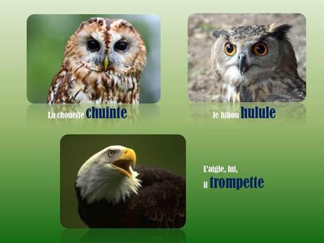 Divers - L'homme parle …mais les bêtes !!!!