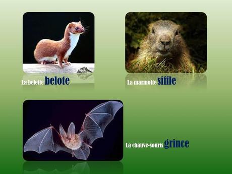 Divers - L'homme parle …mais les bêtes !!!!