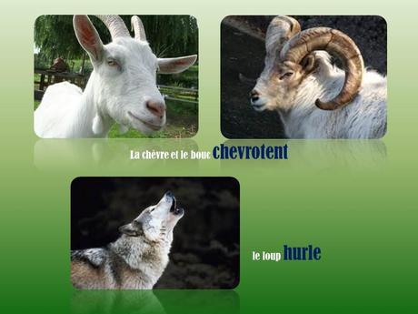 Divers - L'homme parle …mais les bêtes !!!!