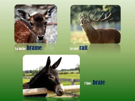 Divers - L'homme parle …mais les bêtes !!!!